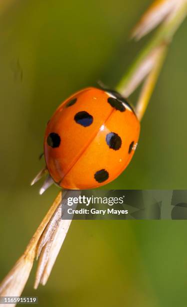 ladybird ladybug sitting close up on wheat - ladybug stock pictures, royalty-free photos & images