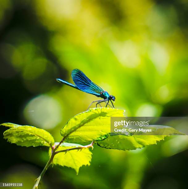 damselfly beautiful blue sitting on leaf - libellule photos et images de collection