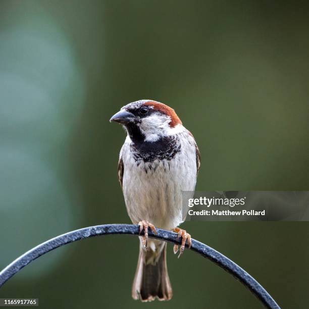 a sparrow - house sparrow uk stock pictures, royalty-free photos & images