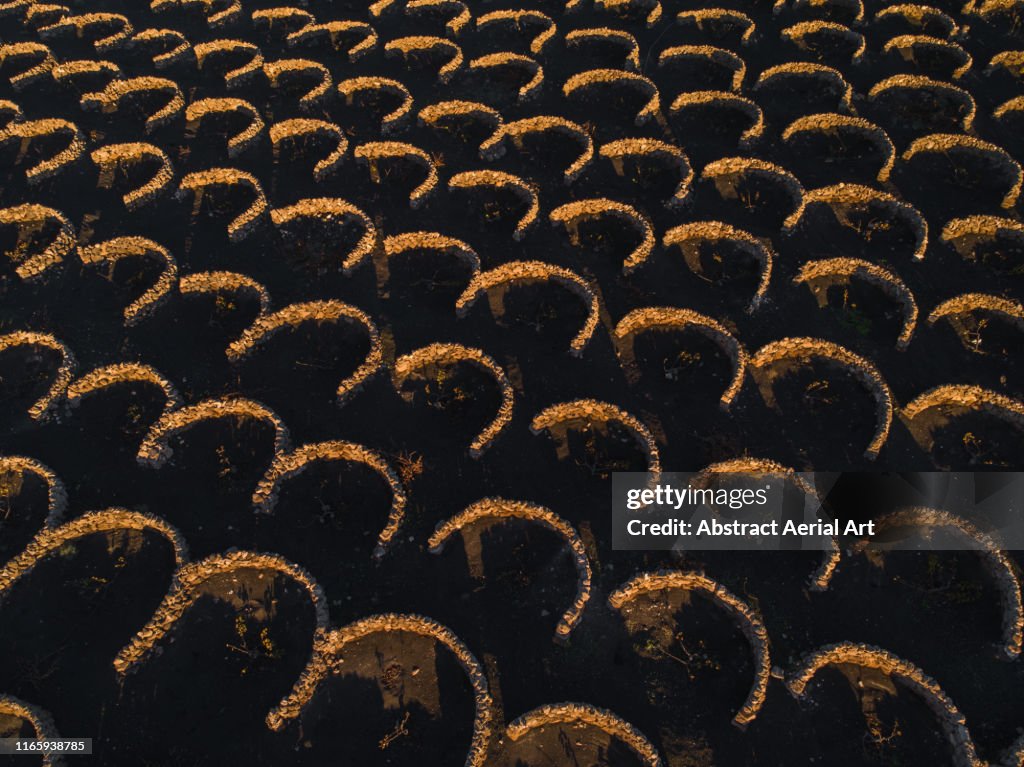 Golden light hitting edges of volcanic vineyards shot by drone, Lanzarote