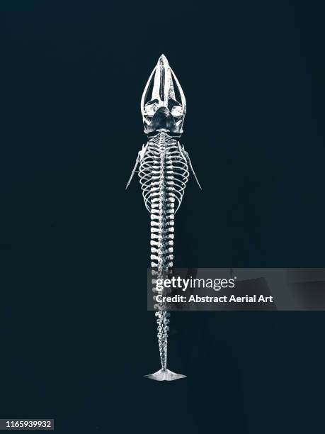 whale skeleton displayed in a harbour as seen from above, lanzarote - 動物の骸骨 ストックフォトと画像