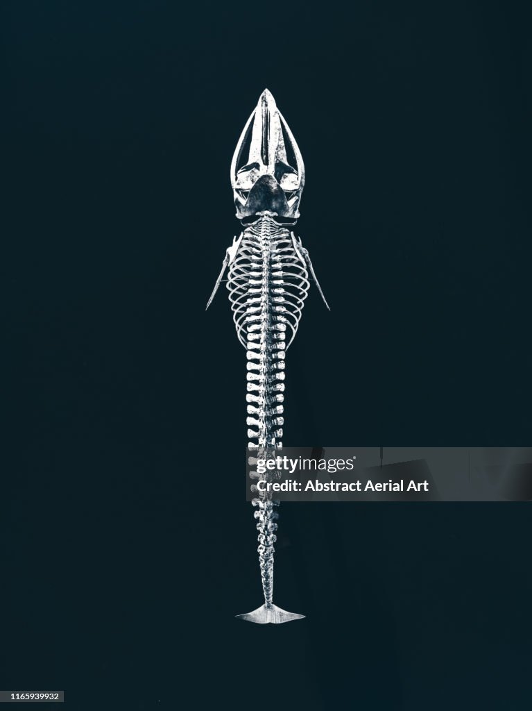 Whale skeleton displayed in a harbour as seen from above, Lanzarote