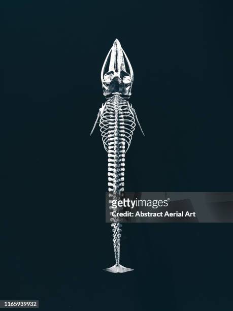 whale skeleton displayed in a harbour as seen from above, lanzarote - dierlijk skelet stockfoto's en -beelden