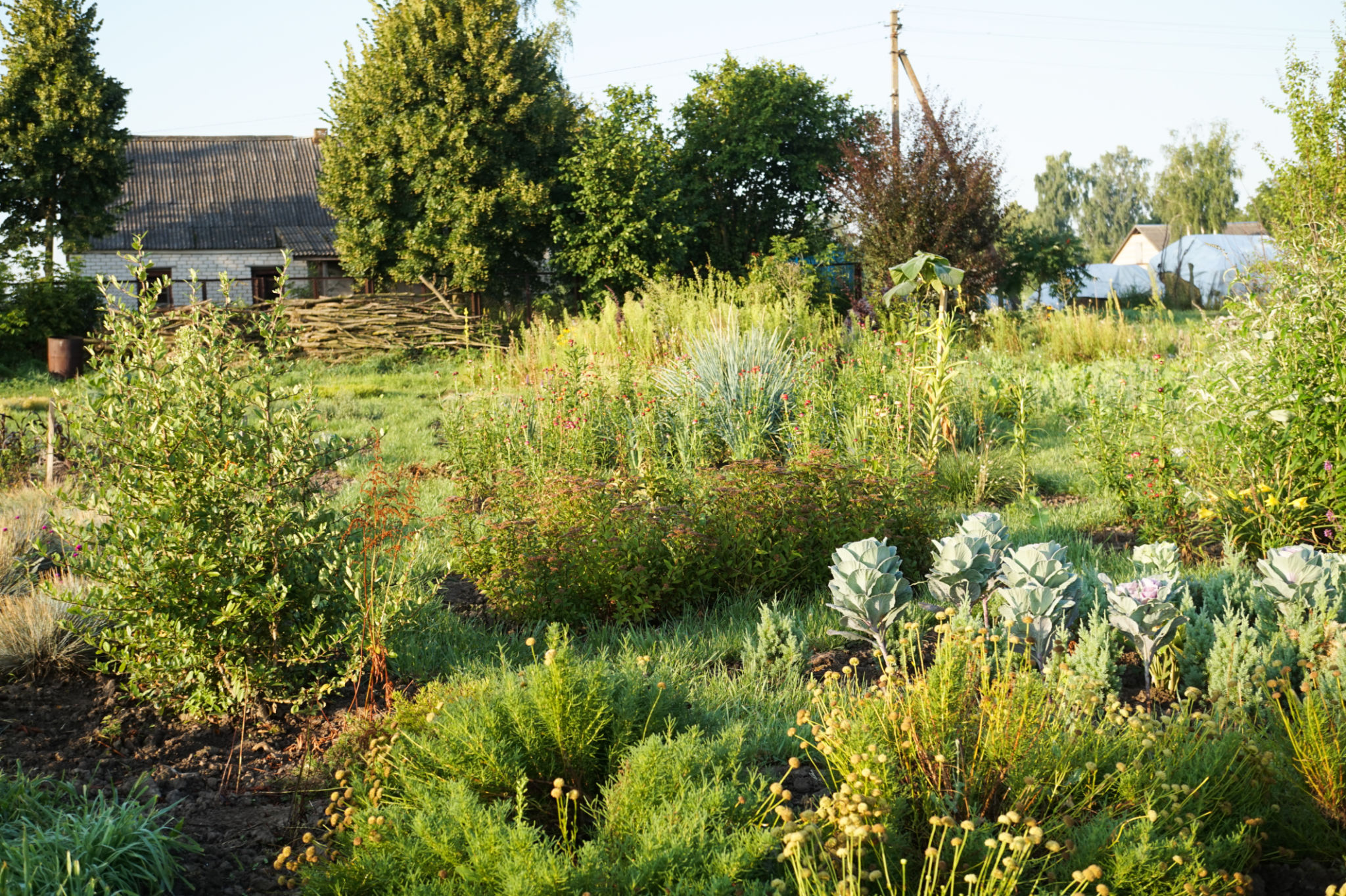 permaculture garden