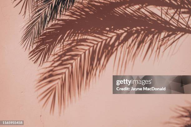 palms - palmboom stockfoto's en -beelden