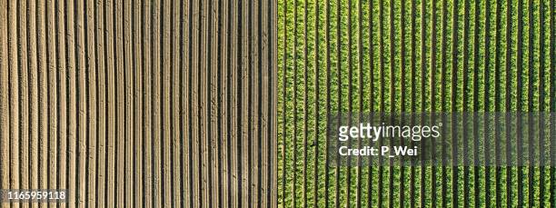 voor en na: landbouw over een sojabonen boerderij - soybean harvest stockfoto's en -beelden