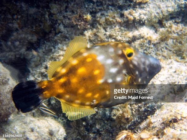 whitespotted filefish, grand cayman - yellow frogfish stock pictures, royalty-free photos & images