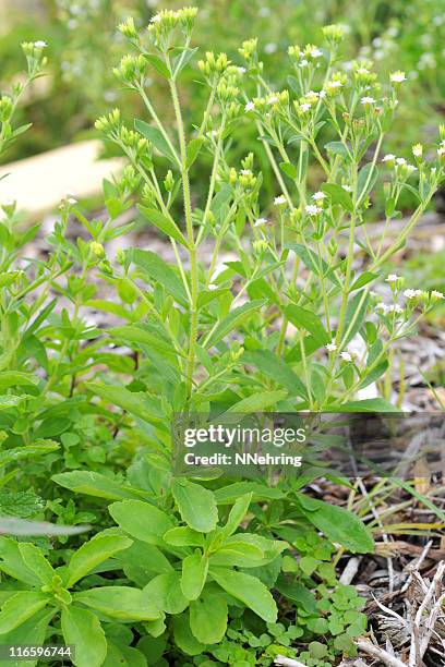 stevia rebaudiana - stevia stock pictures, royalty-free photos & images