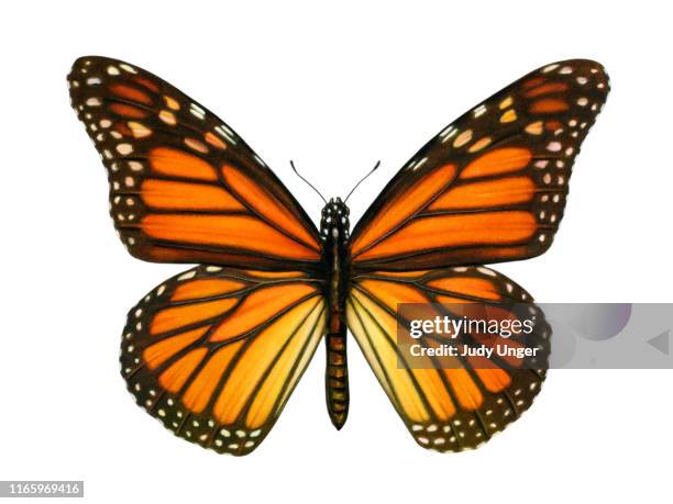 butterfly monarch - photo realism stock-grafiken, -clipart, -cartoons und -symbole