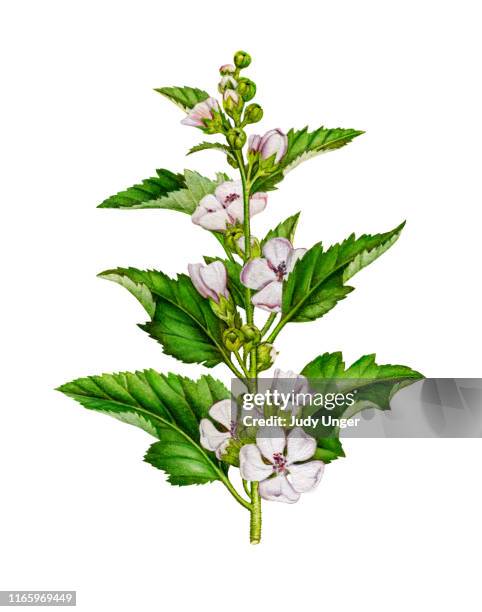 herb marshmallow - marshmallows isolated stock illustrations
