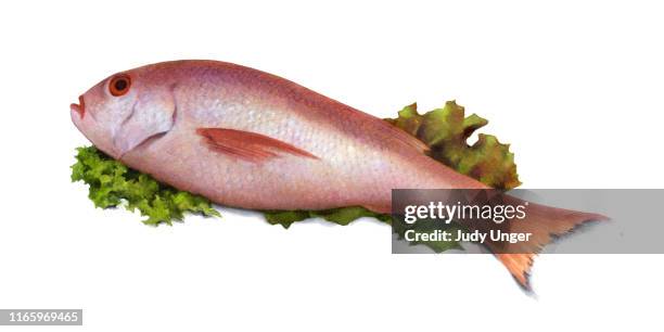 fish red snapper - red snapper stock illustrations