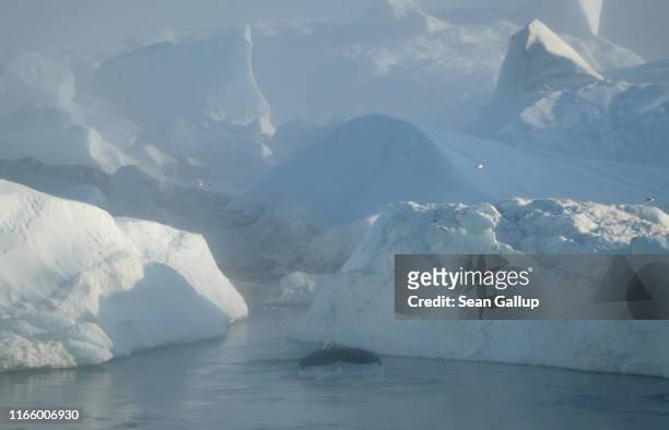 Whale swims among icebergs jammed into the Ilulissat Icefjord during a week of unseasonably warm weather on August 3, 2019 near Ilulissat, Greenland....