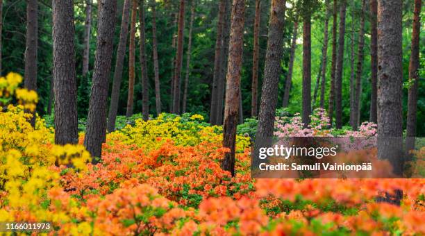 rhododendron park, helsinki, finland - rhododendron stock pictures, royalty-free photos & images