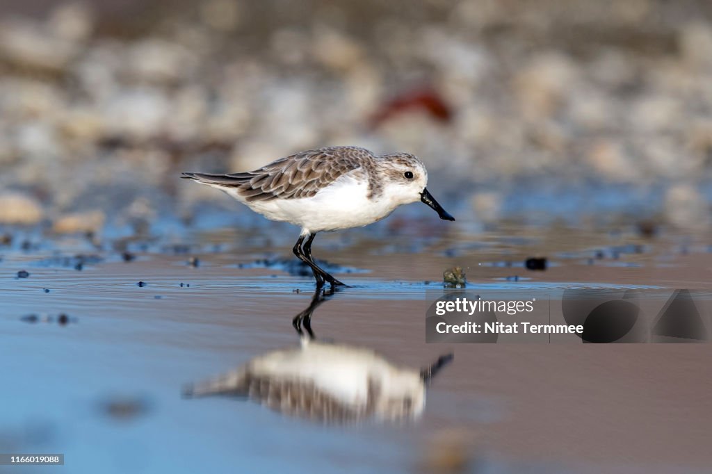Beautiful Bird of Spoon-billed Sandpiper ( Eurynorhynchus pygmeus ) in real nature at Ban Pak Tale Spoon-billed Sandpiper Site, Phetchaburi, Thailand. Rare Winter Visitor