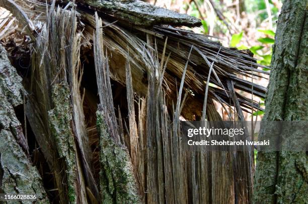 fallen tree - broken tree stock pictures, royalty-free photos & images