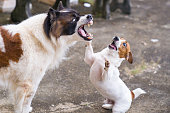 Jack Russell Terrier dog playing with playful Bangkaew dog in garden in house