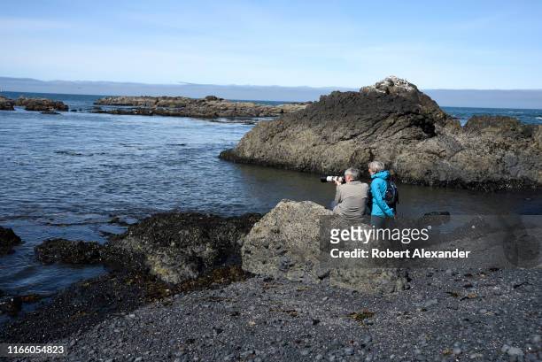 Photographer takes photos of harbor seals feeding near the rocky shore at Cobble Beach in Yaquina Head Outstanding Natural Area near Newport, Oregon.