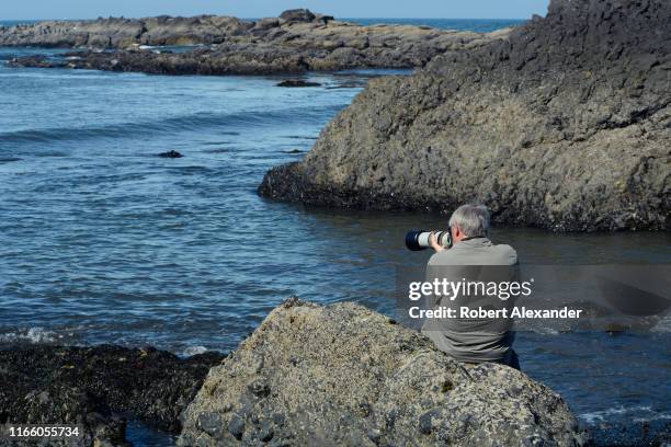 Photographer takes photos of harbor seals feeding near the rocky shore at Cobble Beach in Yaquina Head Outstanding Natural Area near Newport, Oregon.