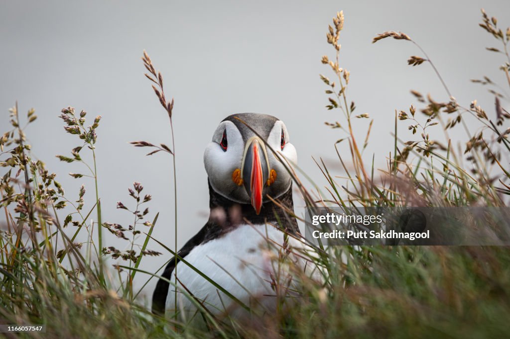 Atlantic Puffin (Fratercula arctica) Hiding behind Grass at Latrabjarg bird cliffs, Westfjords, Iceland