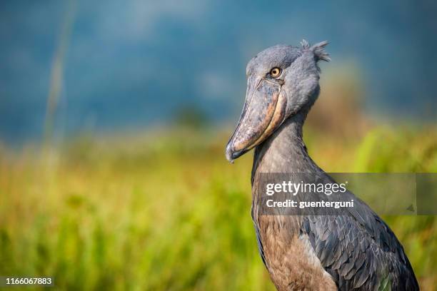wildlife shot van een zeldzame shoebill (balaeniceps rex) - shoebilled stork stockfoto's en -beelden