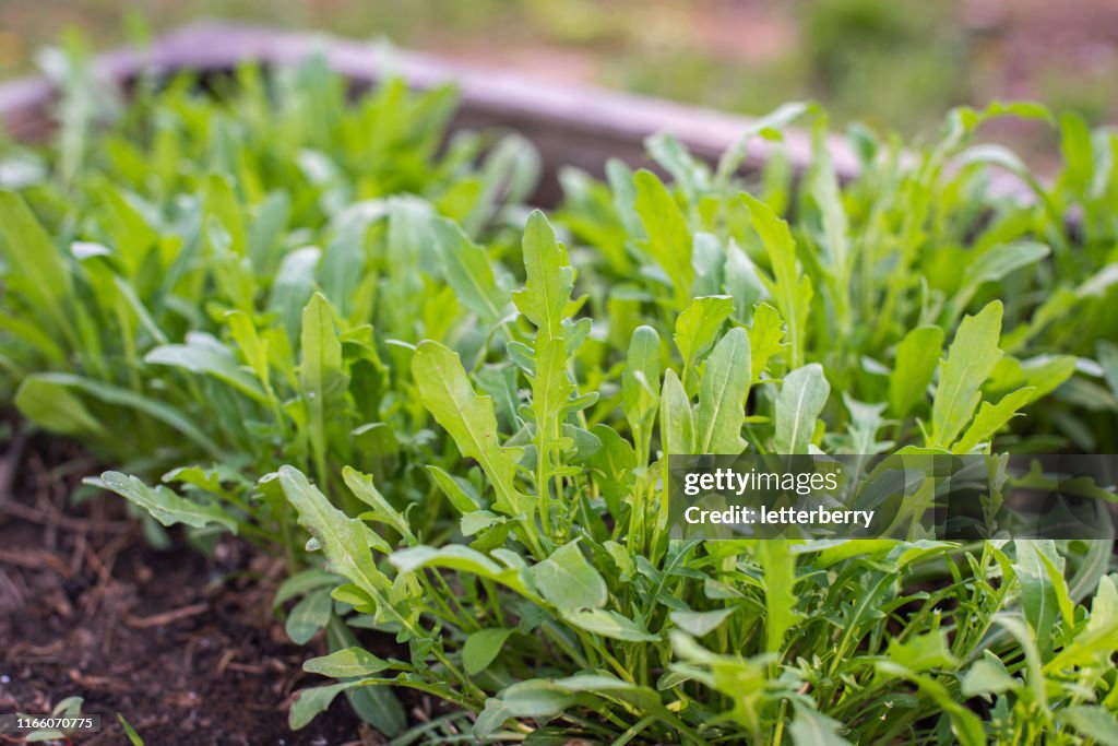 Green young organic arugula grows on a bed in the ground