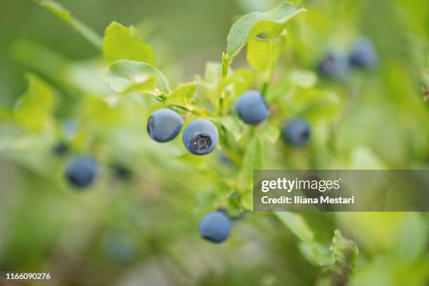 close up of wild blueberry bushes - blauwe bosbes stockfoto's en -beelden