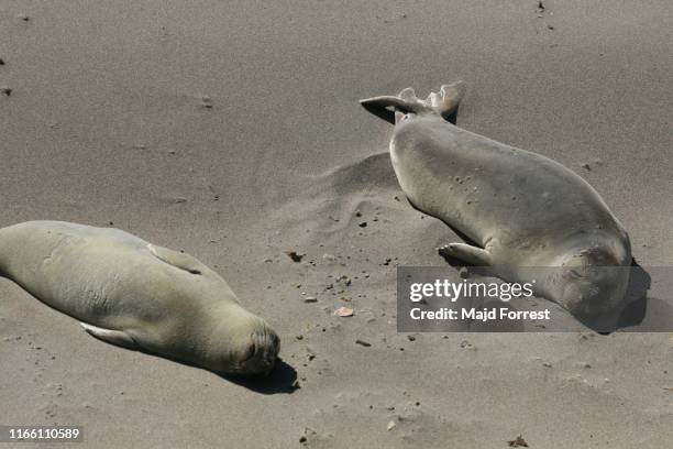 elephant seals (mirounga angustirostris), big sur, california - northern elephant seal stock pictures, royalty-free photos & images