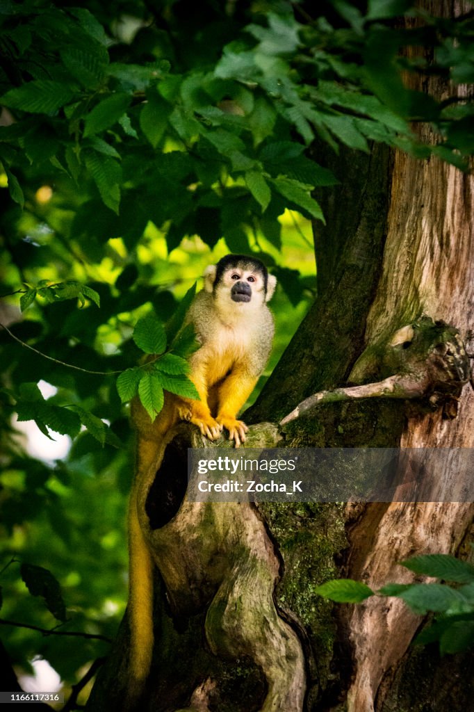 Eichhörnchen Affenporträt