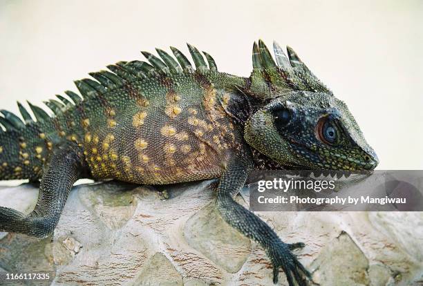 iguana lizard - irian jaya stock pictures, royalty-free photos & images