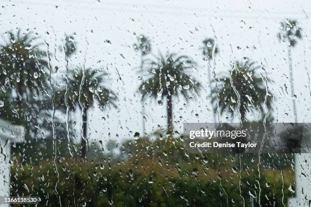 many palm trees seen through wet window - taylor rain - fotografias e filmes do acervo