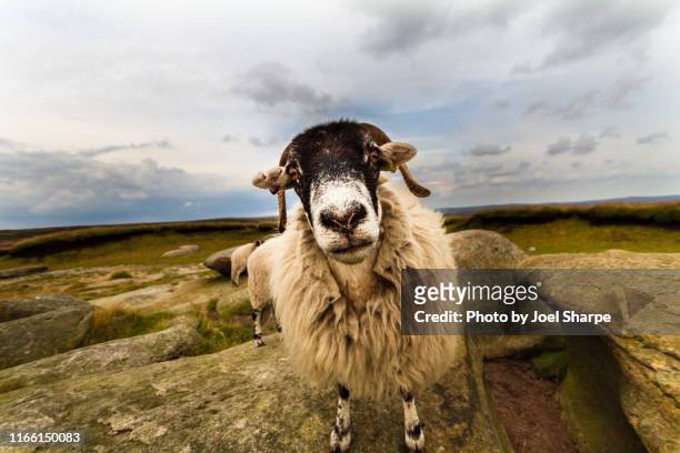 sheep in the peak district - sheep funny stock pictures, royalty-free photos & images