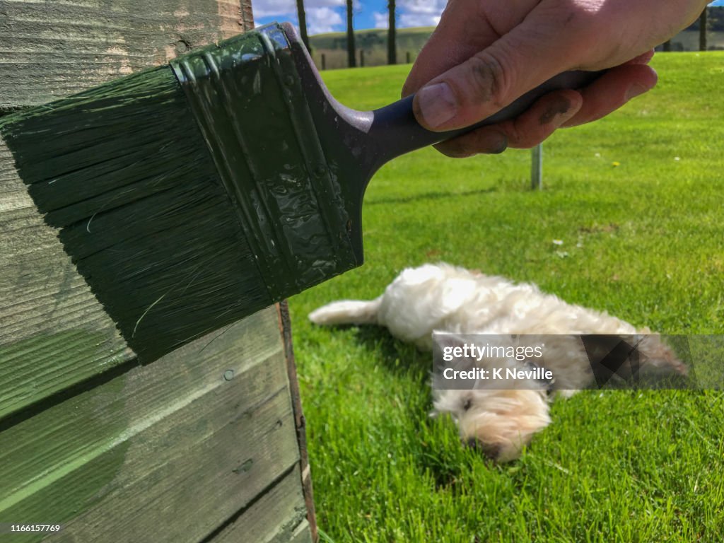 Painting a garden shed, with companionable support nearby