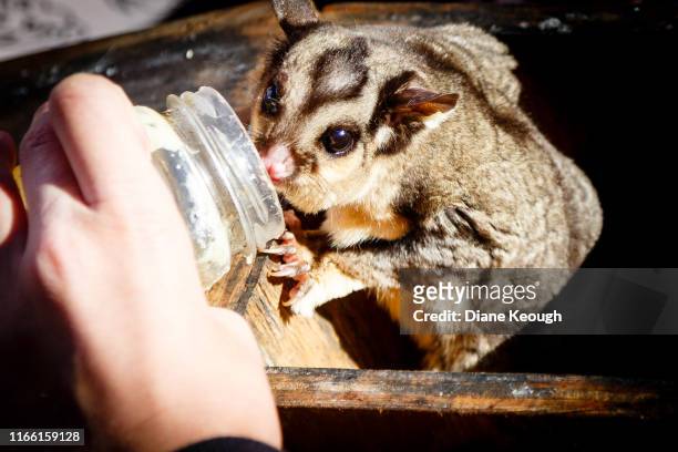 suger glider eating honey from a jar. - sugar glider stock pictures, royalty-free photos & images