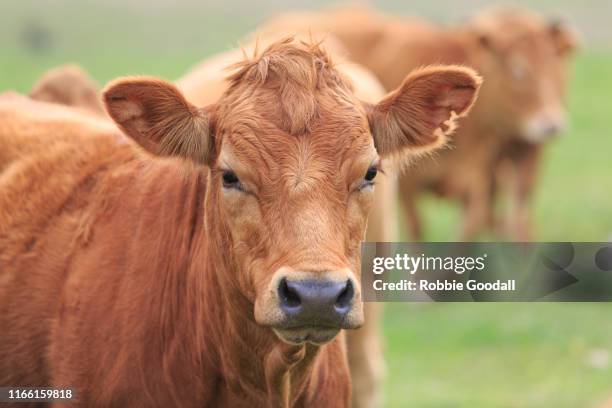 close-up portrait of a brown cow standing outdoors - gelbvieh red angus cross breed - angus cattle stock-fotos und bilder