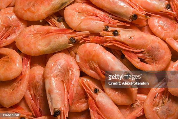 red shrimps - red night shrimp stock pictures, royalty-free photos & images