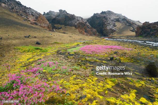 wilderness area near askja with pink dwarf fireweed - adelfilla enana fotografías e imágenes de stock