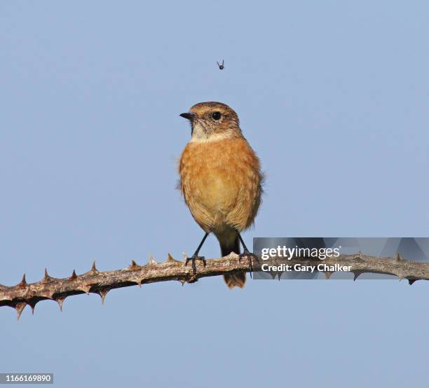 stonechat [saxicola torquata] - thorn bush stock pictures, royalty-free photos & images