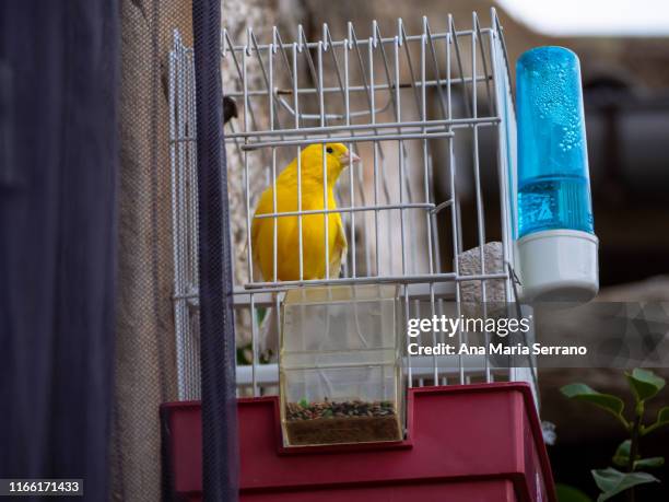 a yellow canary in its cage hung on the wall, with a feeder, a drinking trough and a stick to perch - kanariefågel bildbanksfoton och bilder