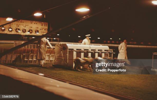 Greyhound Racing Mechanic Rabbit 38 White City Greyhounds Stock Photos, High-Res Pictures, and Images ...