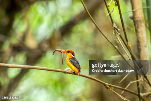 bird, beautiful bird, black backed kingfisher (oriental dwarf kingfisher) or  three-toed kingfisher - black bird with orange beak stock pictures, royalty-free photos & images