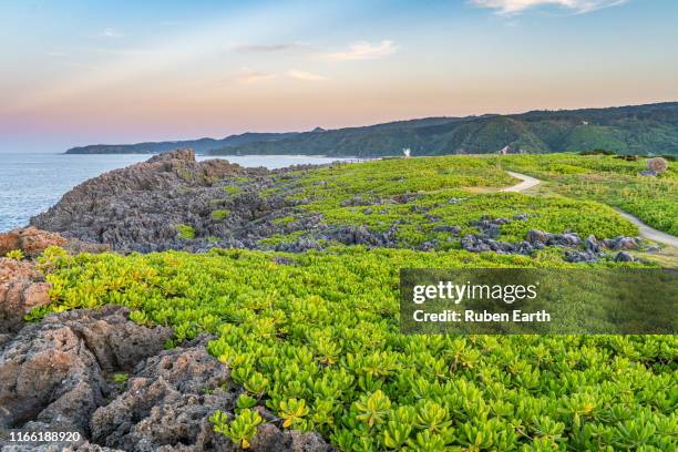 Yanbaro Tree 14 Yanbaru National Park Stock Photos, High-Res Pictures, and Images ...