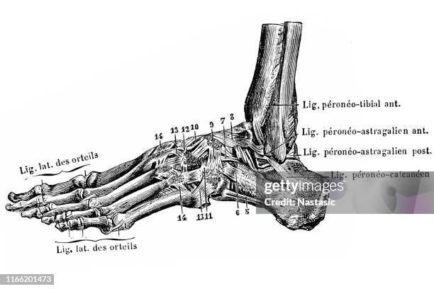 1,041 Ankle Ligaments Stock Photos, High Biology Diagrams