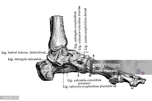 view of the ligaments of the inner side of the foot joints - membrane stock illustrations