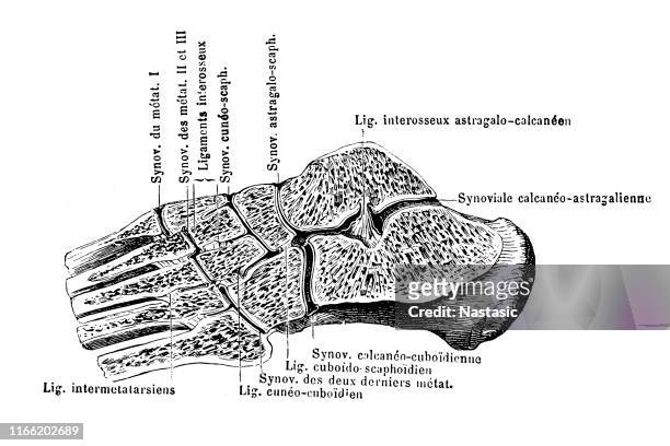 interosseous ligaments and synovial membranes of the articulations of the bones of the foot - synovial stock illustrations