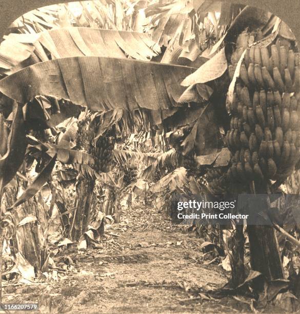 In the Heart of a Banana Plantation, Hawaiian Islands', 1901. From "Underwood and Underwood Publishers, New York-London-Toroto Canada-Ottawa Kansas....