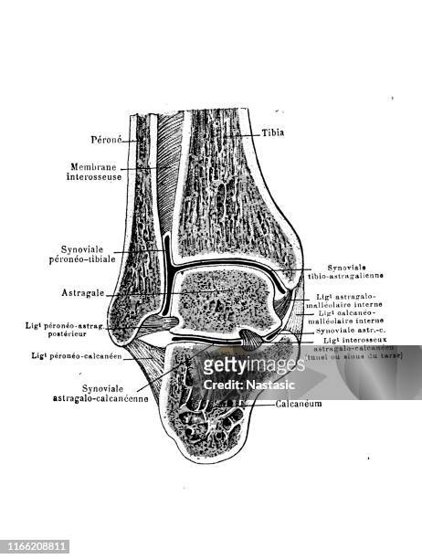 frontal cut of the tibio-tarsal joint - frontaal stock illustrations