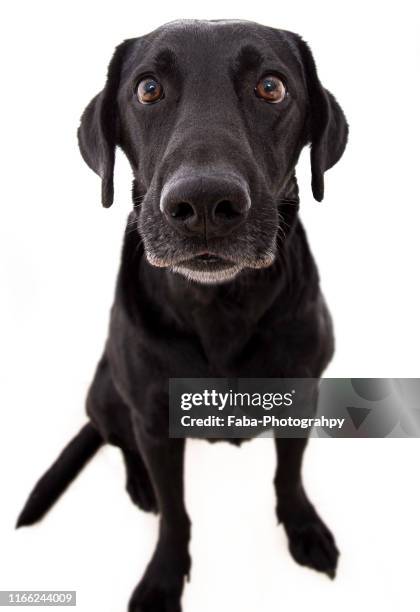 black labrador in front of white background - black lab stock pictures, royalty-free photos & images