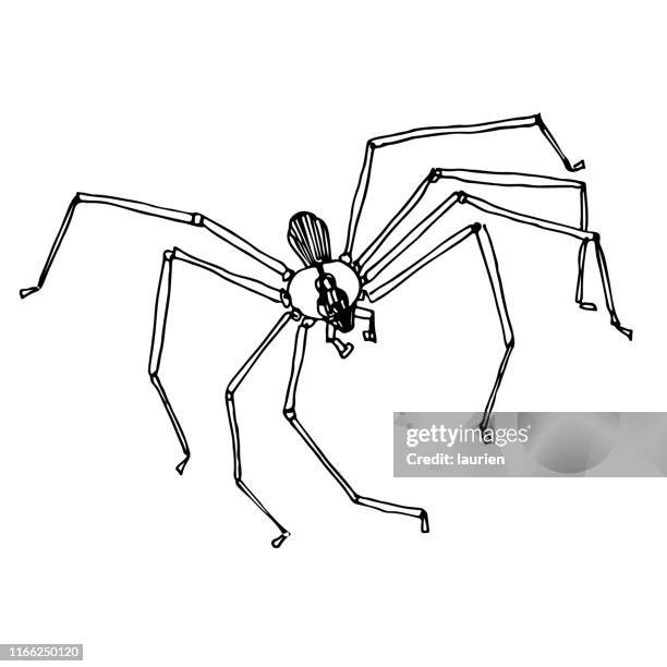 stockillustraties, clipart, cartoons en iconen met bruine recluse spider doodle - brown recluse spider