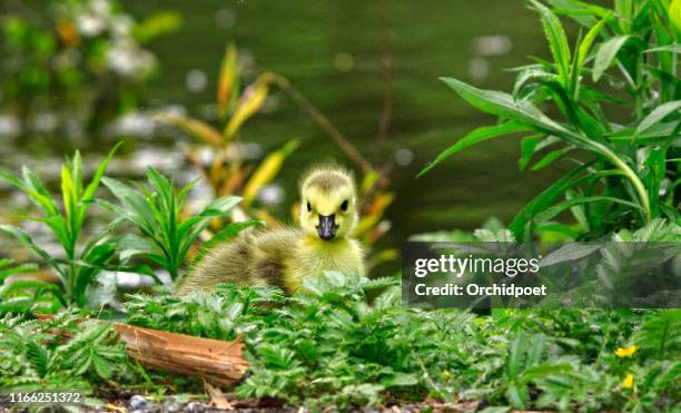 kanada gans gosling - gänseküken stock-fotos und bilder