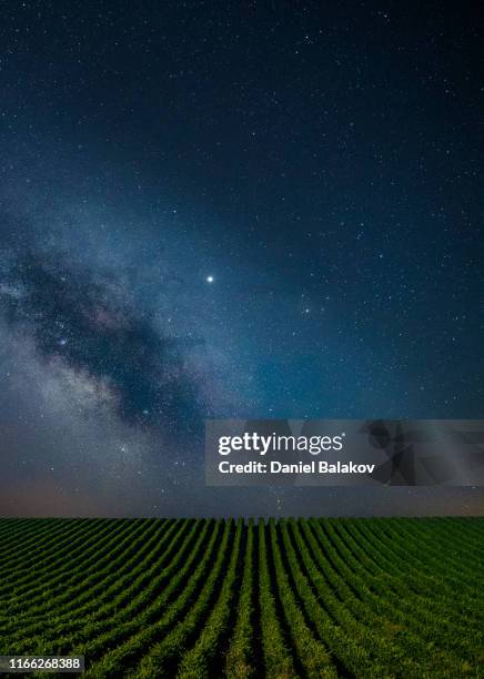 blue clear night over the vineyards. - starlight meadow stock pictures, royalty-free photos & images